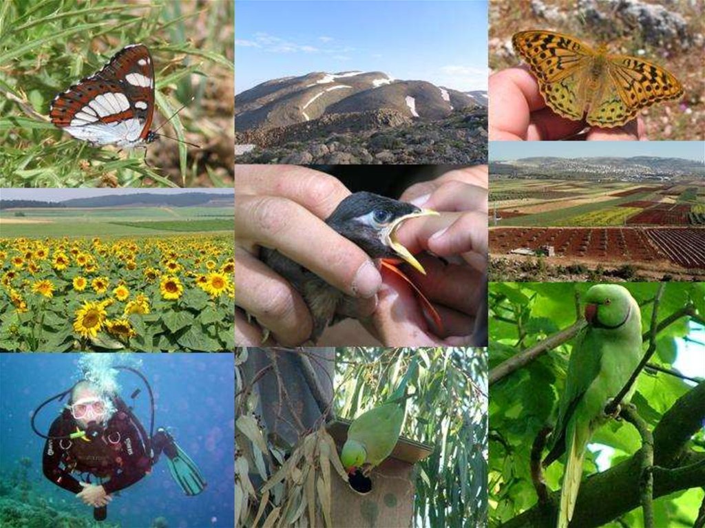Сокращение видового разнообразия биосферы