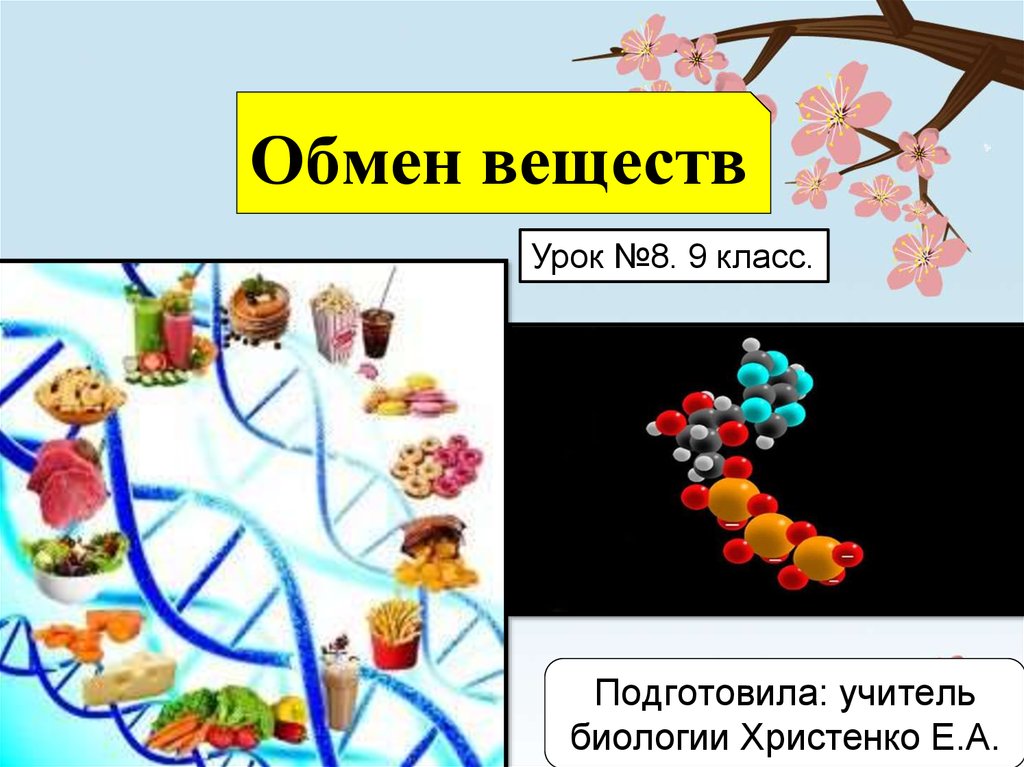 Рисунок обмен веществ. Урок обмен веществ 8 класс. Метаболизм урок биологии 9. Обмен веществ ppt. Биология 9 класс обменные процессы.