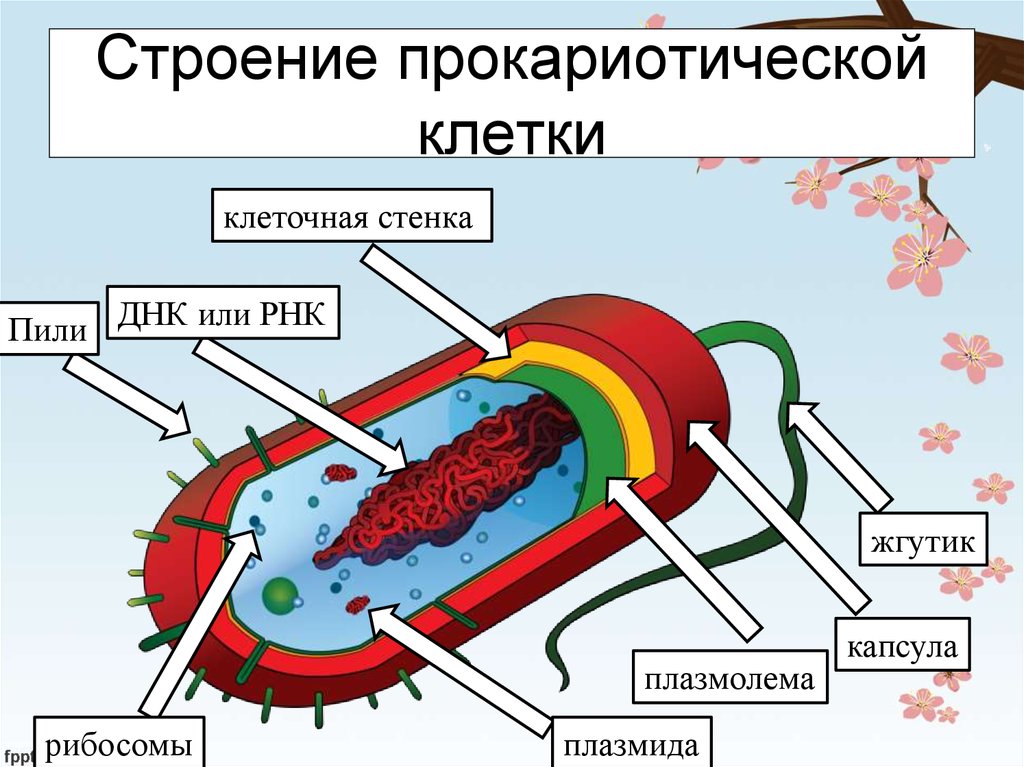 Строение прокариотической. Основной источник энергии в прокариотических клетках.