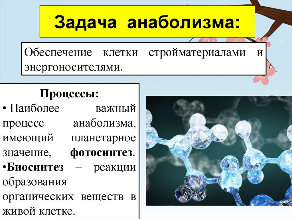 Белки основной строительный материал клетки