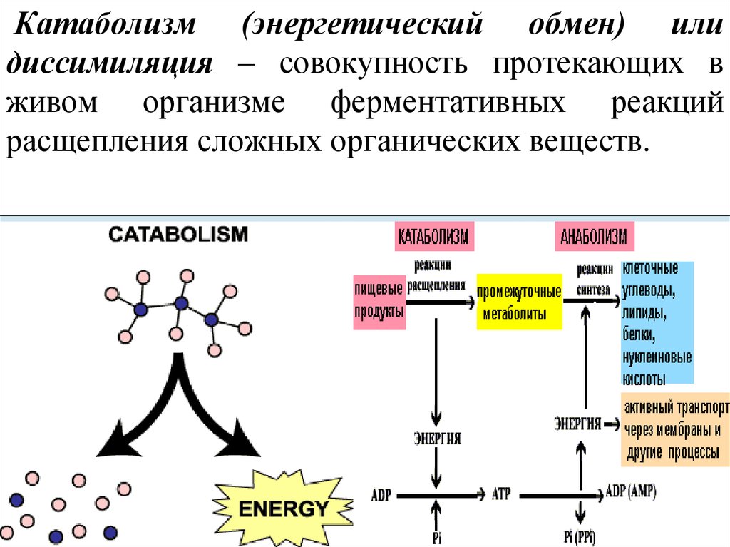 Совокупность реакций синтеза веществ. Энергетический обмен катаболизм. Энергетический обмен диссимиляция катаболизм. Катаболизм это в биологии. Реакции расщепления органических веществ.