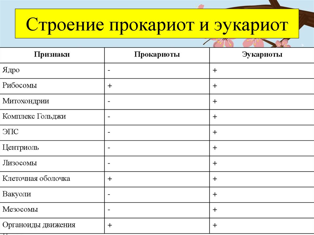 Дайте обозначение прокариоты и эукариоты