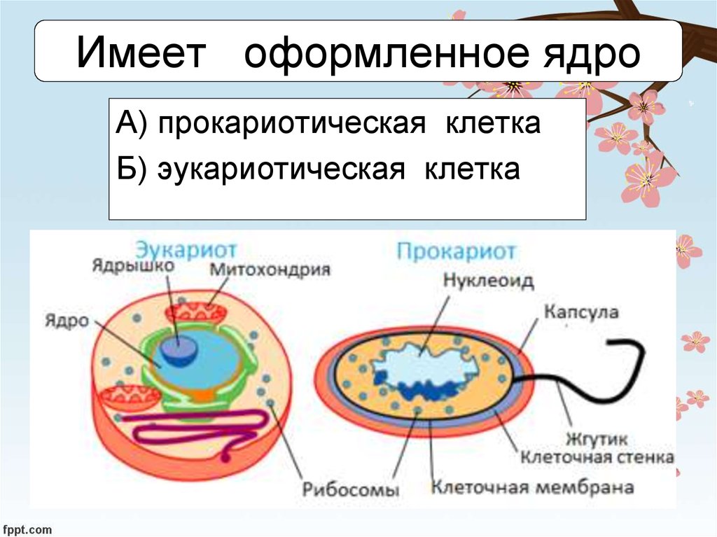 Ядро прокариотов содержит. Прокариотическая клетка и эукариотическая клетка. Клетки эукариот содержит. Клетки эукариот имеют. Оформленное ядро.