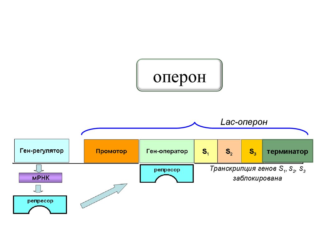 Строение оперона схема ф жакоба и ж моно