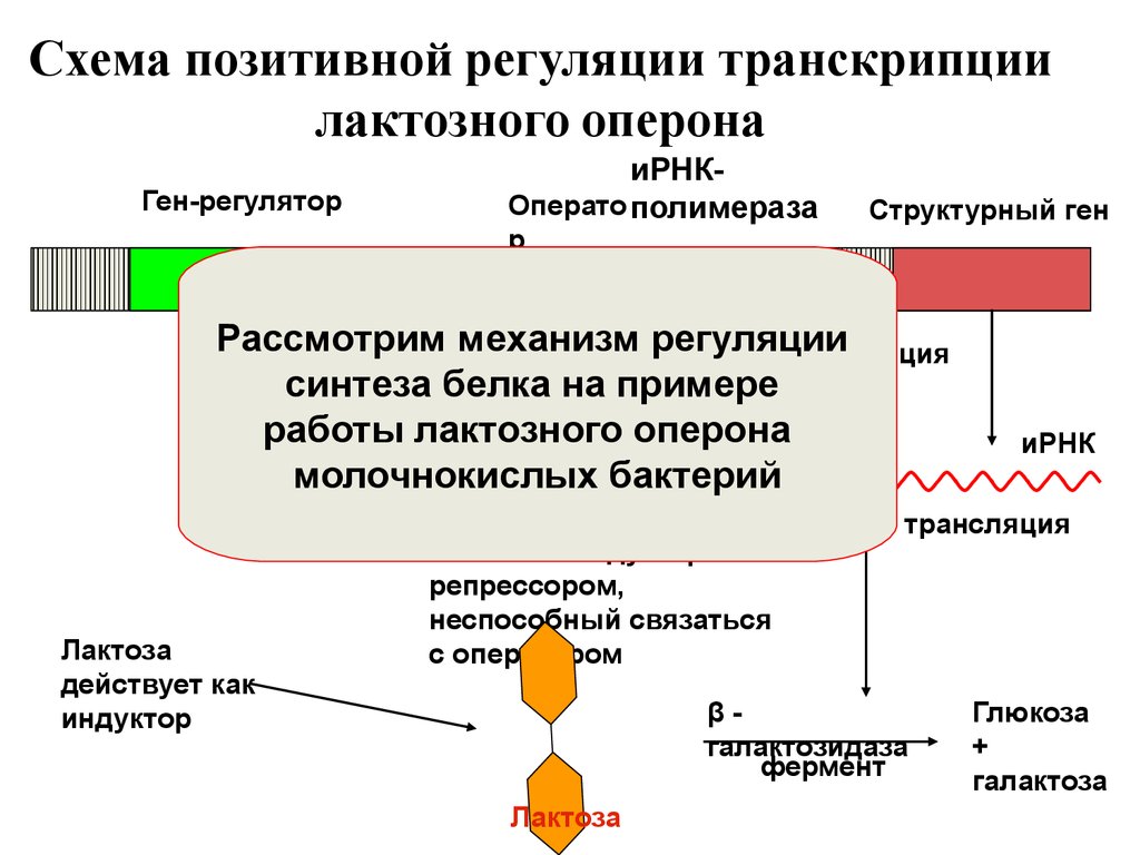 Группы генов. Регуляция работы лактозного оперона. Позитивная и негативная регуляция лактозного оперона. Позитивная регуляция лактозного оперона. Негативная регуляция лактозного оперона.