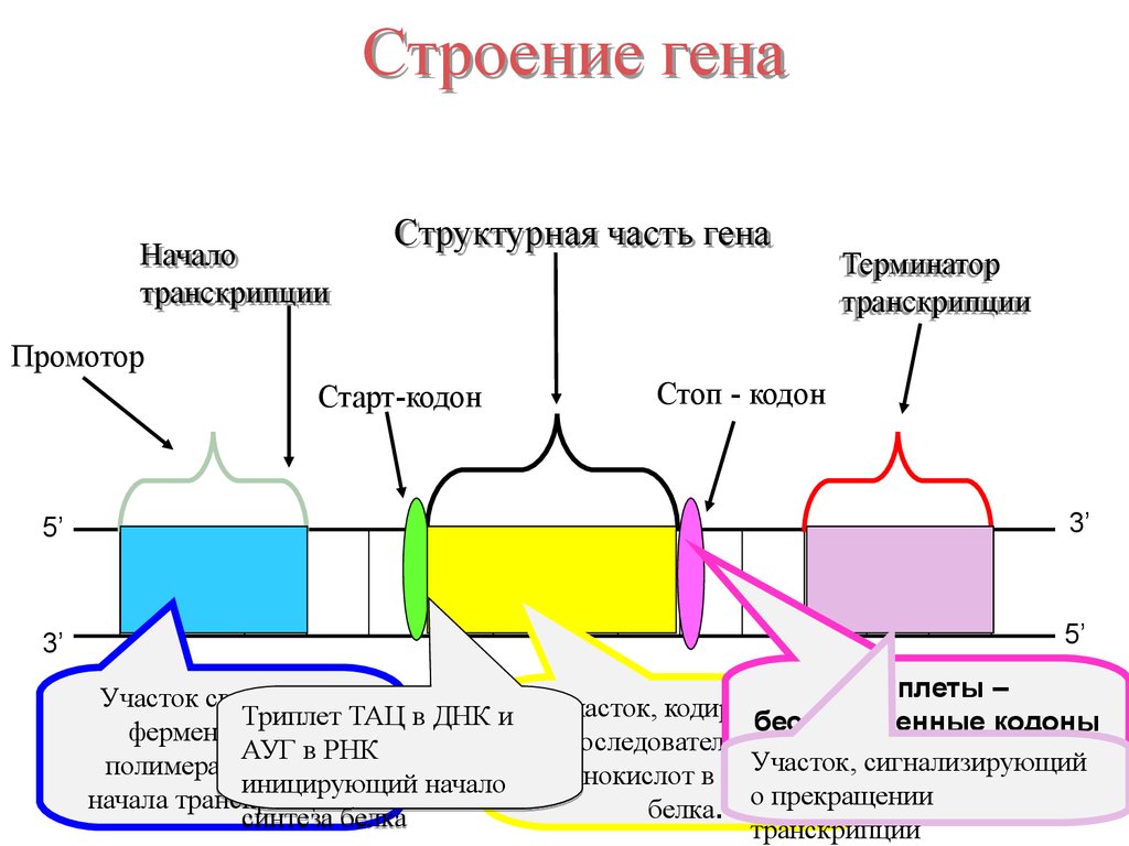 Схема строения оперонов бактерий