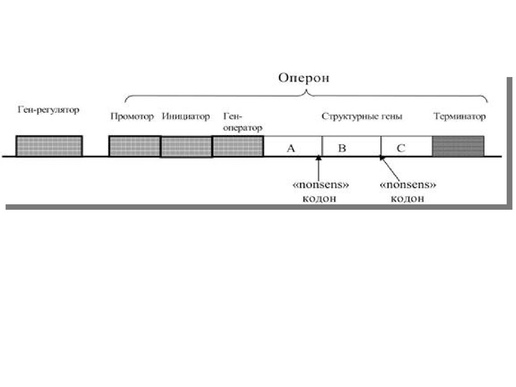 Участки структурного гена. Структура оперона прокариот. Промотор оператор Терминатор оперон это. Схема оперона. Строение оперона.