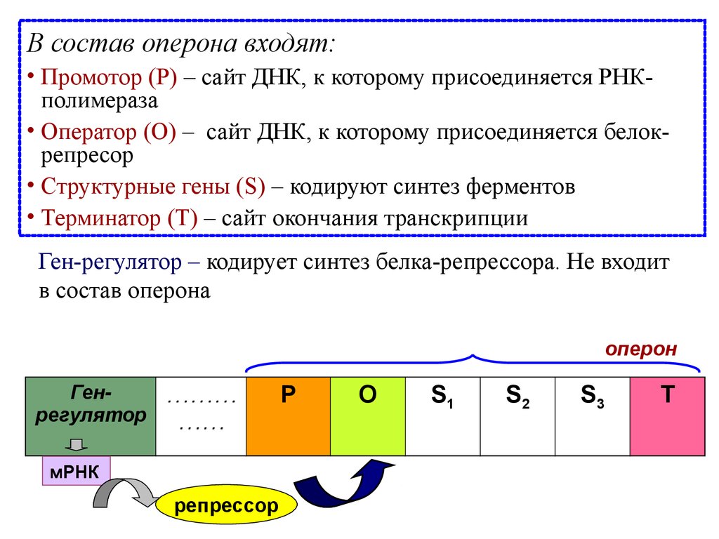 Днк строитель