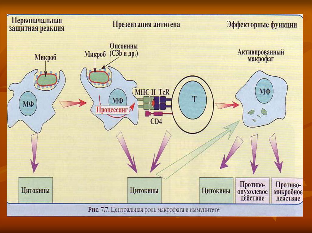 К презентации антигена способны