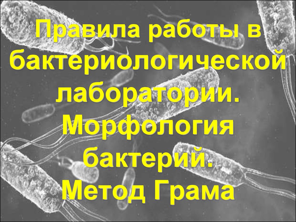 Требования к бактериологическим лабораториям: помещение, безопасность, организация работы