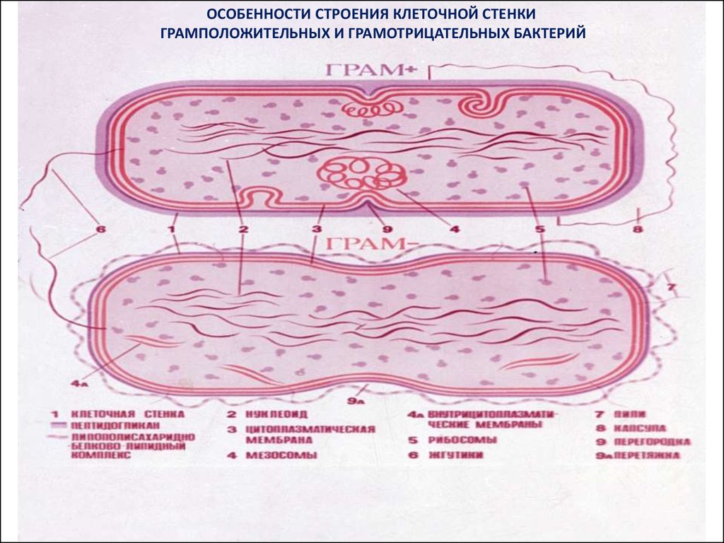 Какие особенности бактериальной клетки. Клеточная стенка бактерий грамположительные и грамотрицательные. Грамположительные бактерии мембрана. Клеточная стенка грамотрицательных бактерий схема строения. Грамотрицательные бактерии строение.