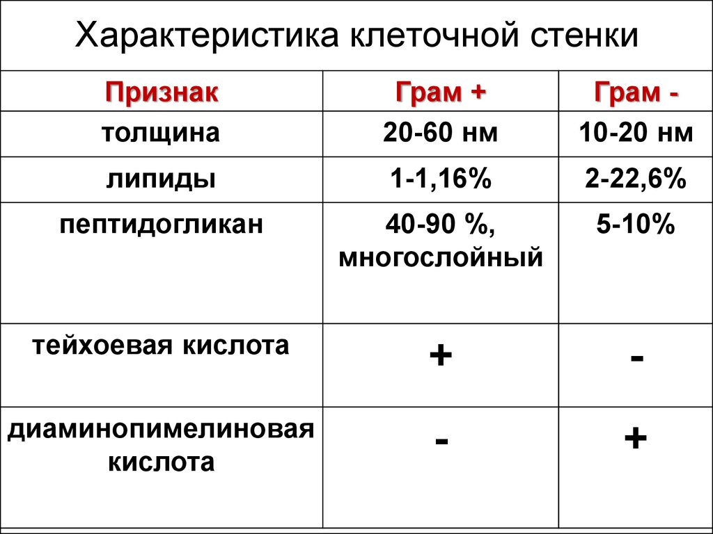 Характеристика клетки. Толщина клеточной стенки. Характеристика клеточной стенки. Грам и грам бактерии таблица. Грам + и грам - таблица.