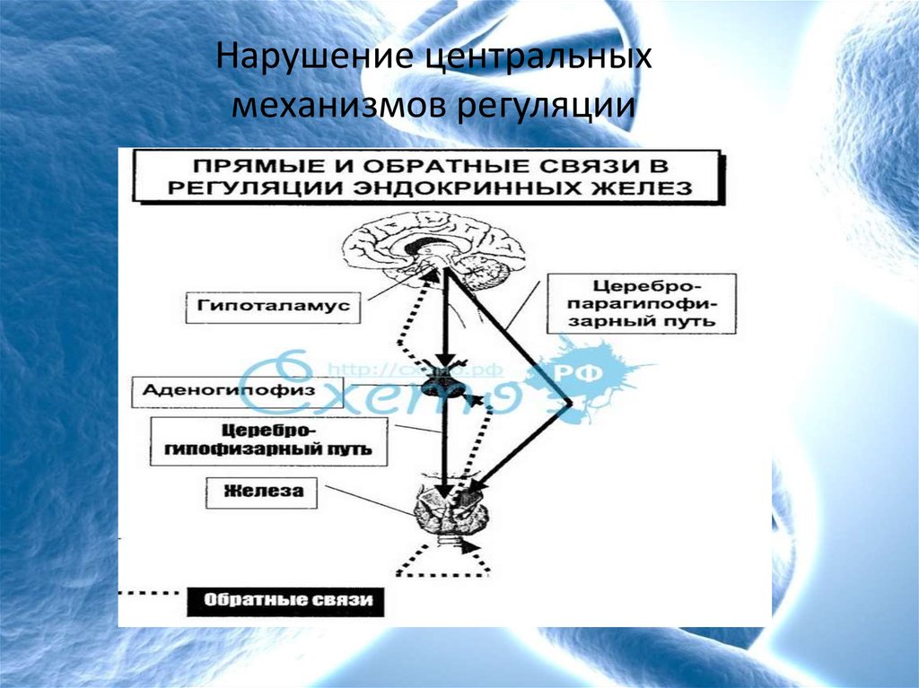 Нарушение регуляции. Регуляция деятельности эндокринных желез схема. Нарушение центральных механизмов регуляции эндокринных желез. Нарушения центральной регуляции функции желез внутренней секреции. Механизмы регуляции функций эндокринных желез.