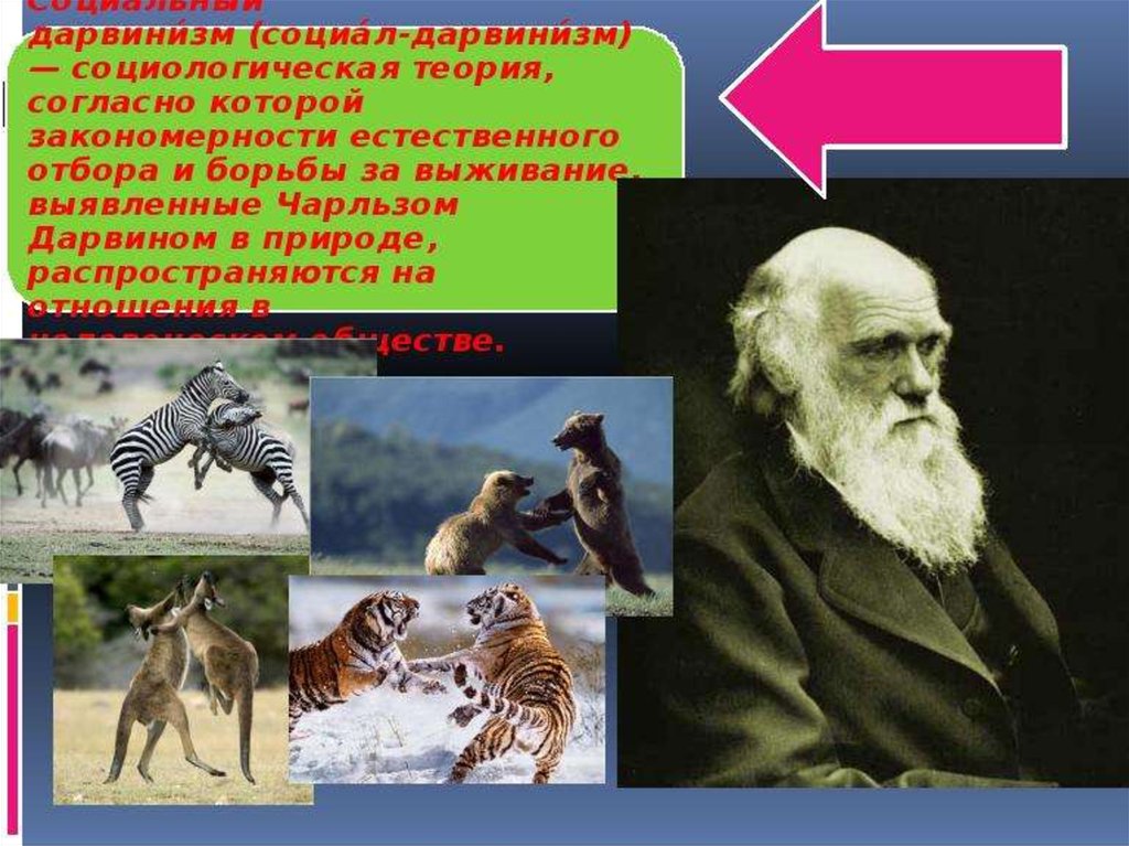 Дарвинизм факторы. Дарвинизм. Теория дарвинизма. Социальный дарвинизм. Дарвинизм это в биологии.