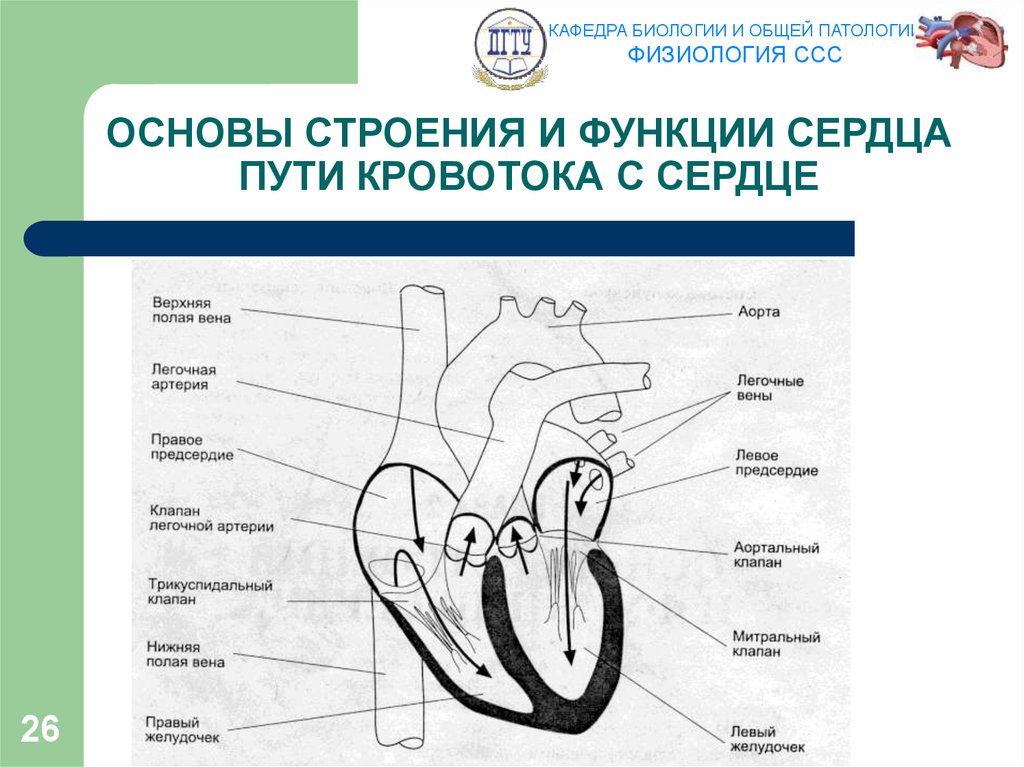 Строение физиология. Сердечно-сосудистая система анатомия и физиология сердца. Строение сердца физиология. Функции сердца нормальная физиология. Общая схема сердечно сосудистой системы физиология.