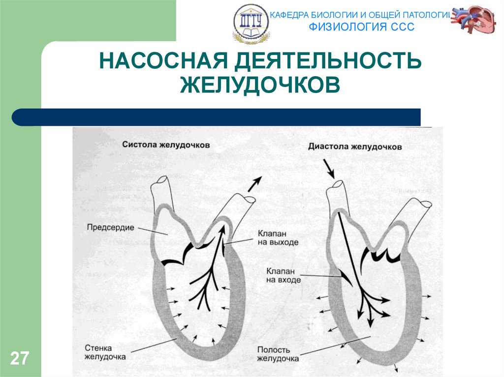 Физиология сердечно сосудистой системы. Общая схема сердечно сосудистой системы физиология. Физиология ССС кратко. Сердечная сосудистая система физиология.