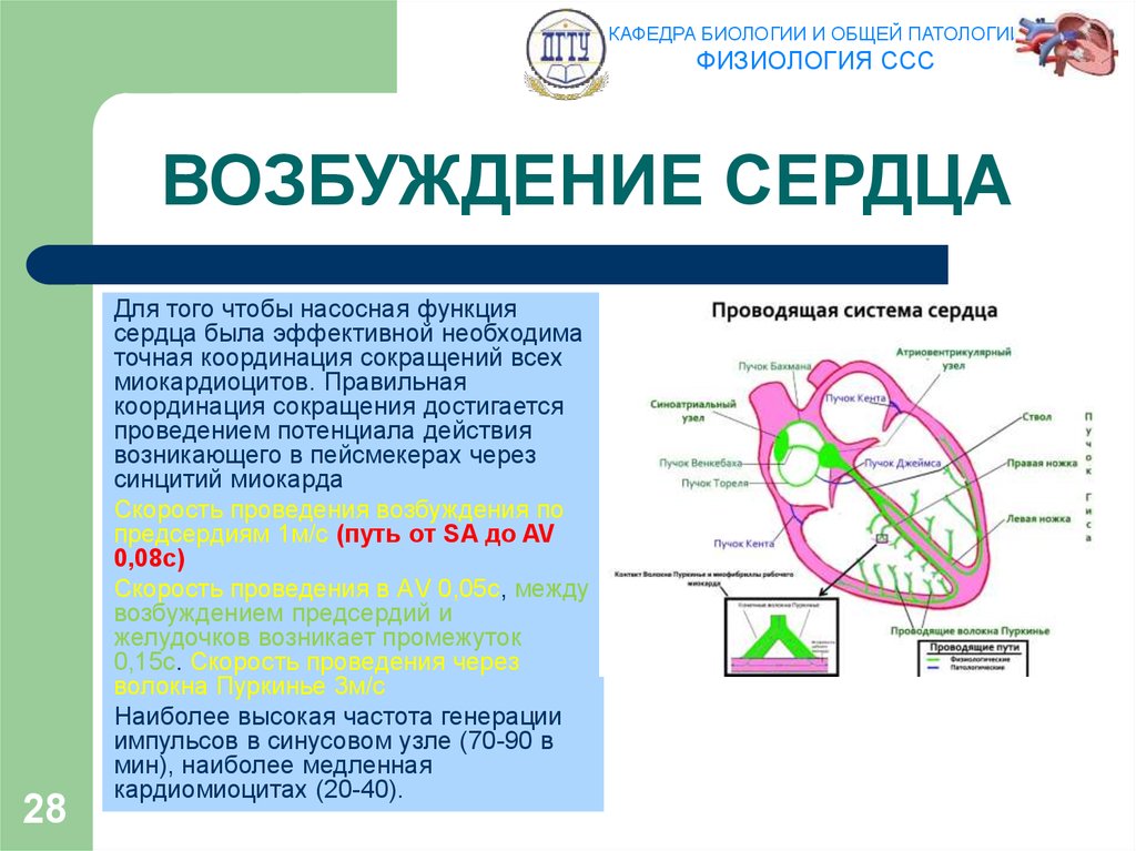 Физиология сердечно сосудистой системы презентация