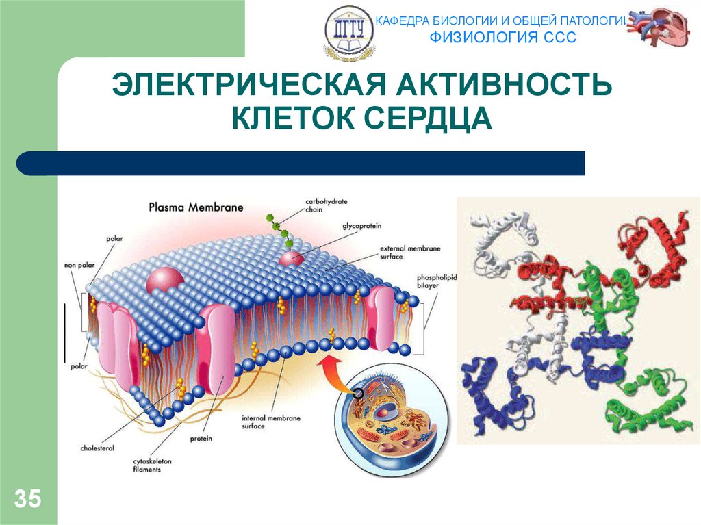 Какие клетки обеспечивают. Электрическая активность клетки. Электрическая активность клеток миокарда. Сердце электрическая активность клетки. Электрическая активность клеток миокарда и ее ионные механизмы.