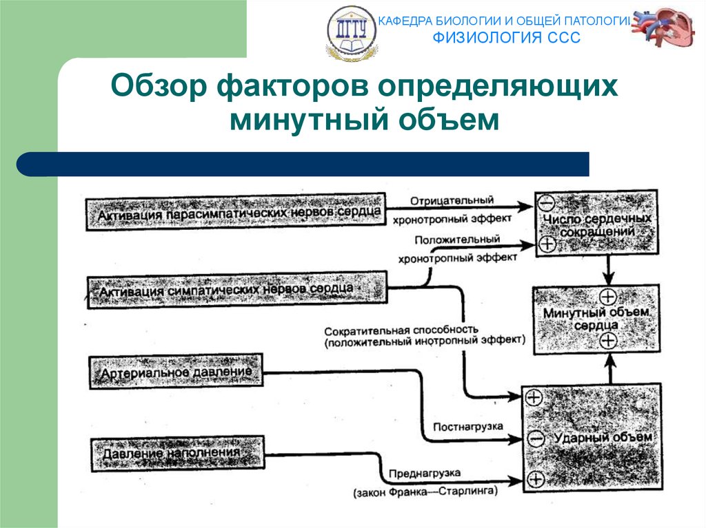 Физиология ссс. Физиология сердечно-сосудистой системы. Функции сердечно-сосудистой системы физиология. Физиология ССС кратко. Патологическая физиология сердечно-сосудистой системы.