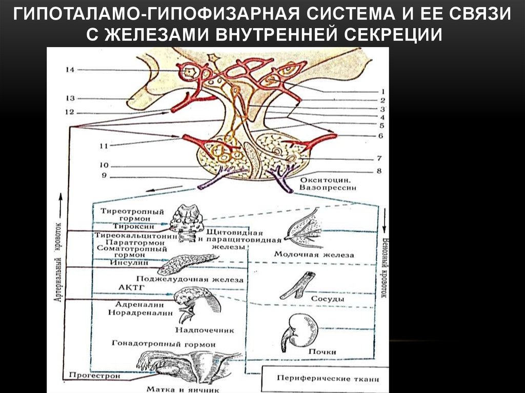 Гипофиз кровеносная система. Гипоталамо-гипофизарная система функции физиология. Гландулярная эндокринная система гипоталамо-гипофизарная система. Схему связей в гипоталамо-гипофизарной системе. Функциональные связи гипоталамо-гипофизарной системы.