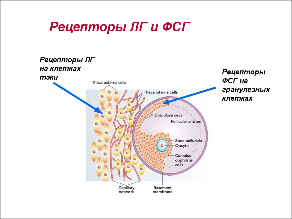 Фолликула стимулирующий. Рецепторы ФСГ. Рецепторы ЛГ на клетках гранулезы. ФСГ клетки ЛГ. Рецептор фолликулостимулирующего гормона.