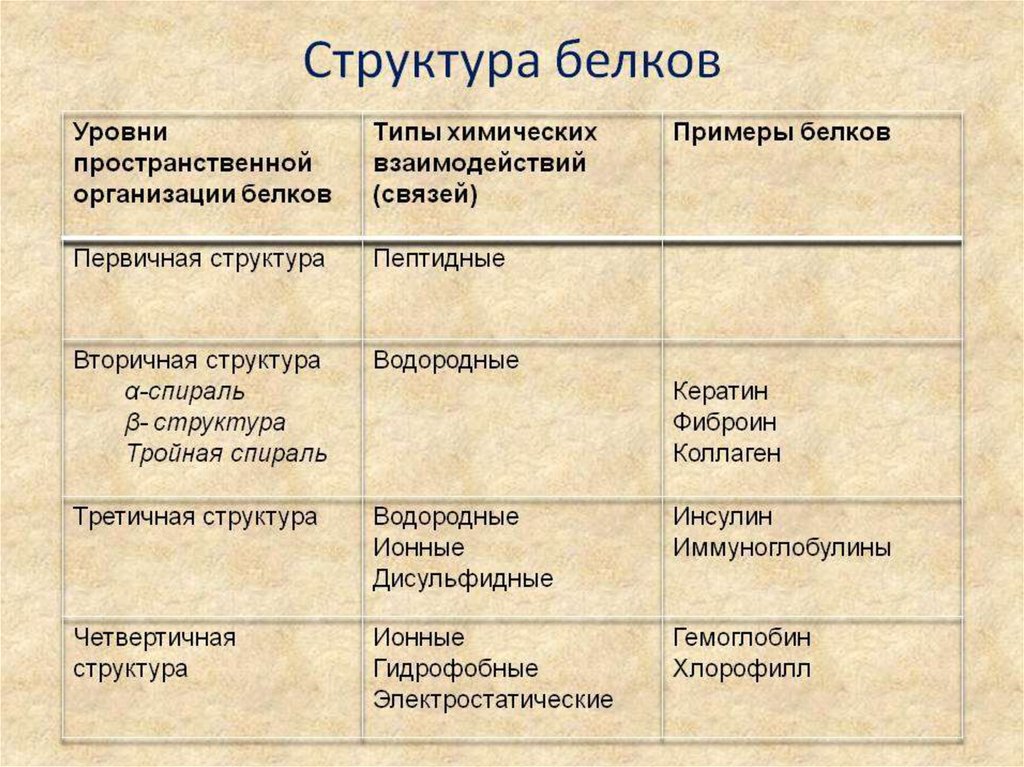 3 структура белков. Структура белка характеристика таблица. Структуры молекул белков таблица. Структуры белка таблица. Таблица структура белка характеристика и пример.