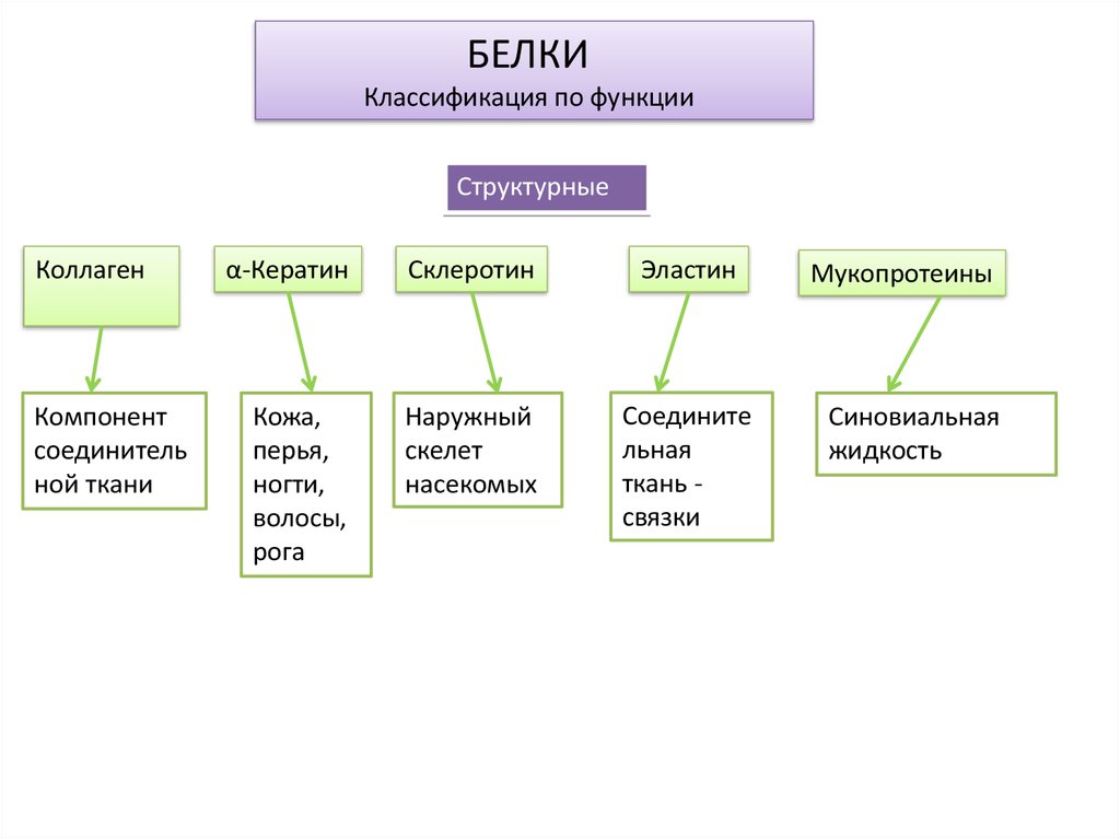 Классификация белков химия