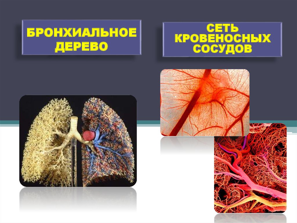 БРОНХИАЛЬНОЕ ДЕРЕВО