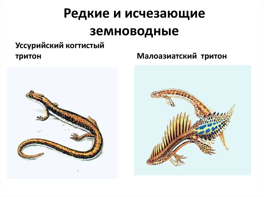 Разнообразие земноводных 7 класс. Уссурийский когтистый Тритон. Многообразие земноводных. Скелет хвостатых земноводных. Хвостатые земноводные внешнее строение.