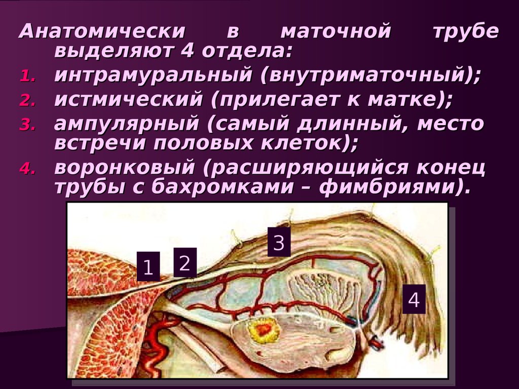 Маточные трубы. Три отдела маточных труб. 1. Матка имеет отделы. 3 Отдела матки интерстициальный слой.