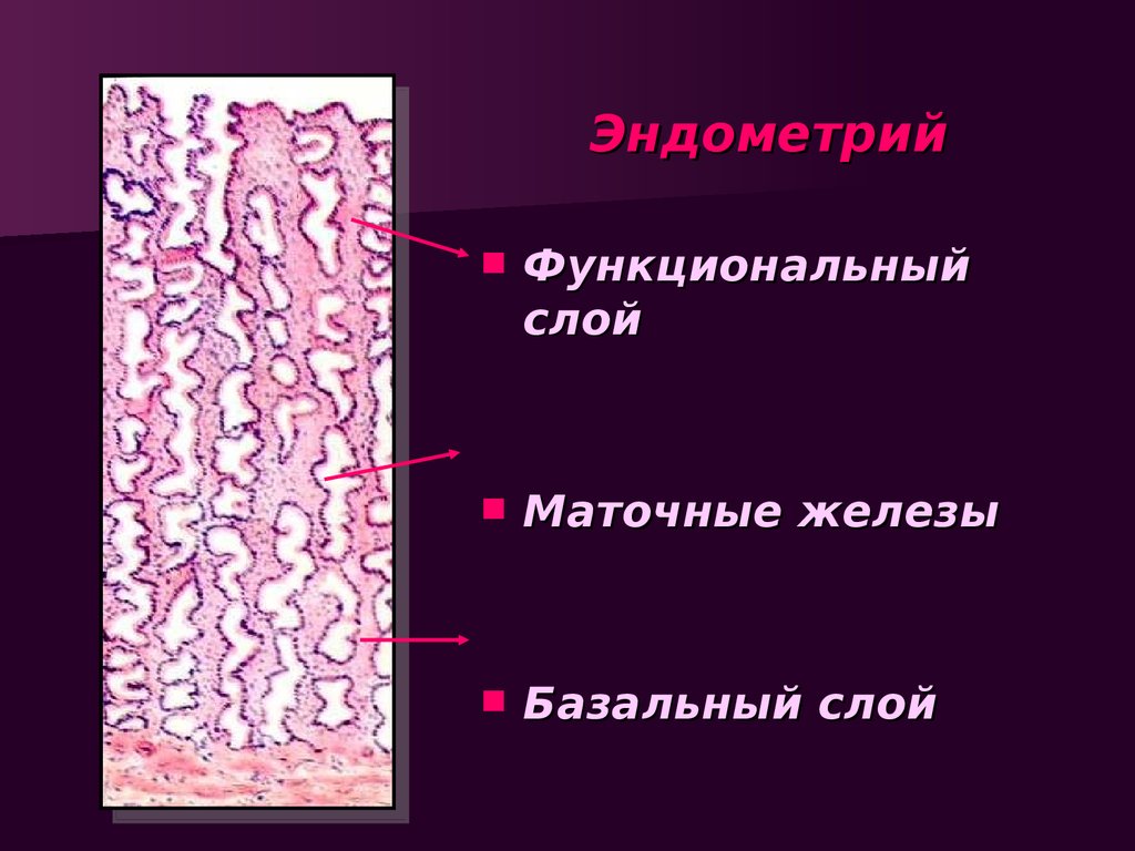 Эндометрий. Слой эндометрия гистология. Эндометрий гистология слои. Базальный и функциональный слой эндометрия. Функциональный слой эндометрия матки гистология.