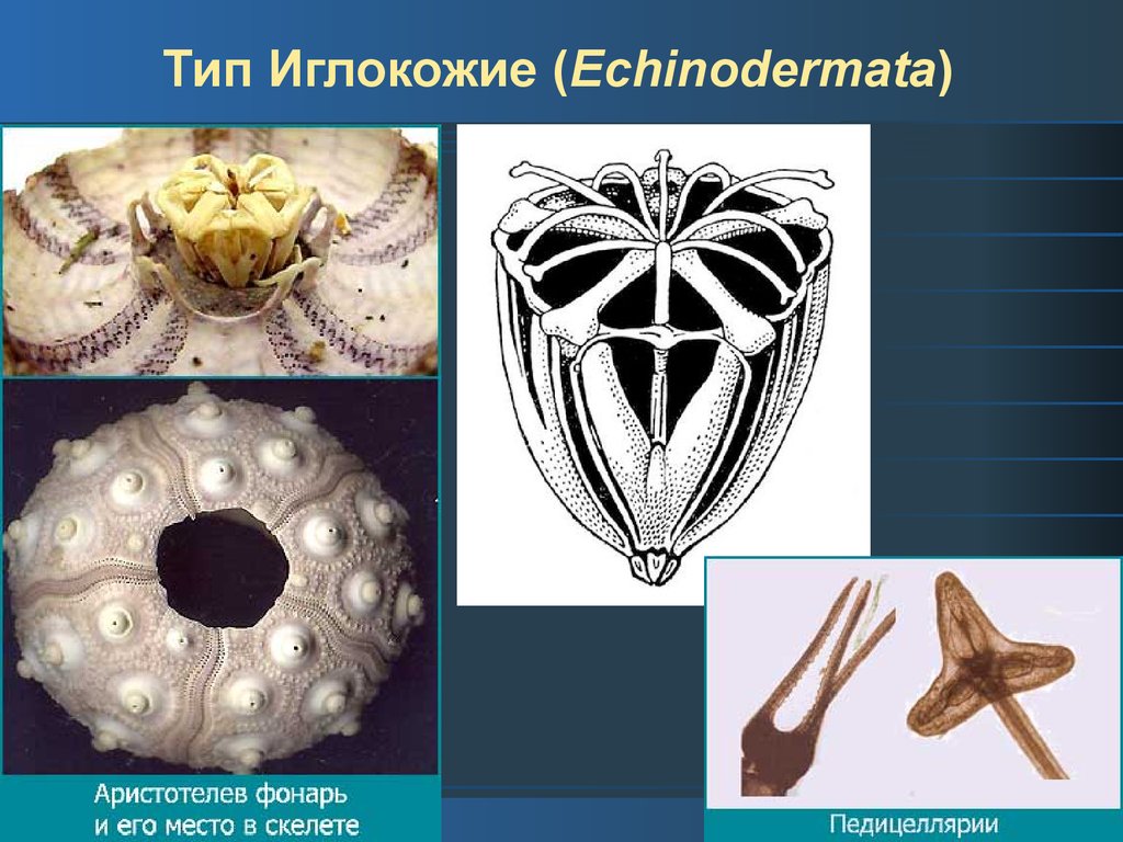 Презентация на тему иглокожие