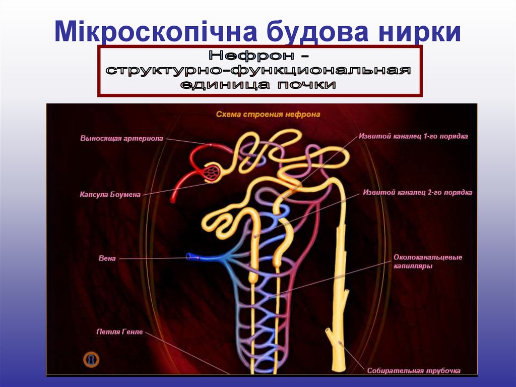 Извитыми канальцами и собирательными трубочками. Почки нефрона биология 8 кл. Микро строение нефрона. Нефрон почки анатомия. Микростроение почки.