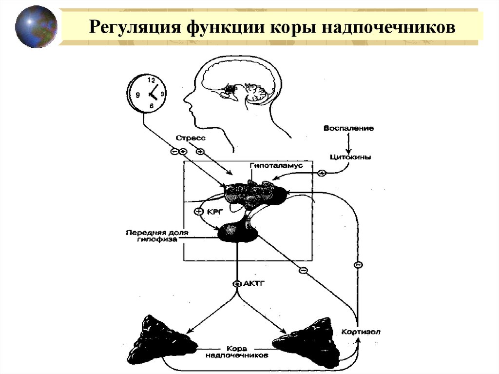 Схема регуляции. Регуляция секреции гормонов коры надпочечников. Регуляция секреции гормонов схемы. Регуляция функции коры надпочечников. Регуляции секреции гормонов надпочечников – глюкокортикоидов..