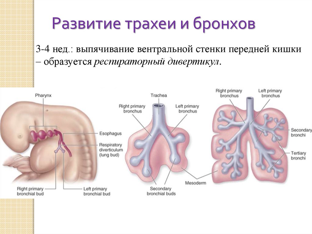 Органы развивающиеся. Железистая стадия развития легких. Этапы развития органов дыхания. Развитие дыхательной системы стадии развития легких. Вентральная стенка передней кишки.