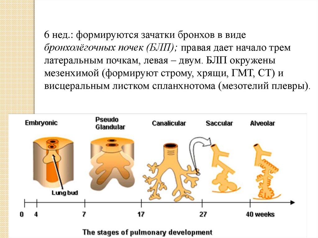 Эмбриогенез дыхательной системы презентация