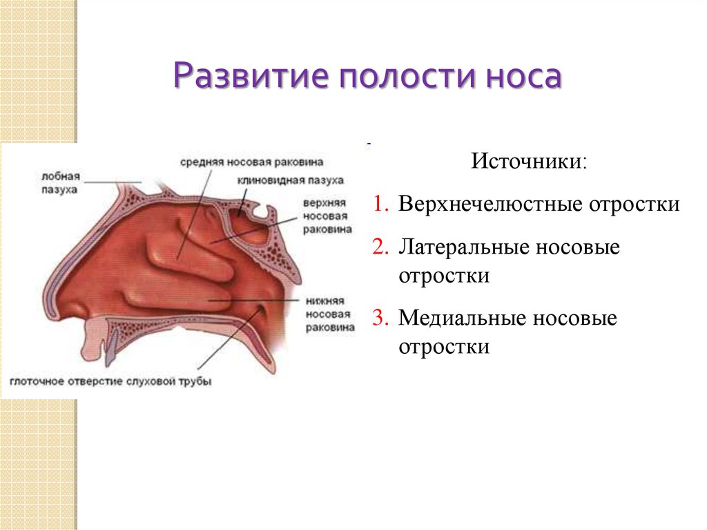 Носовая полость какая ткань