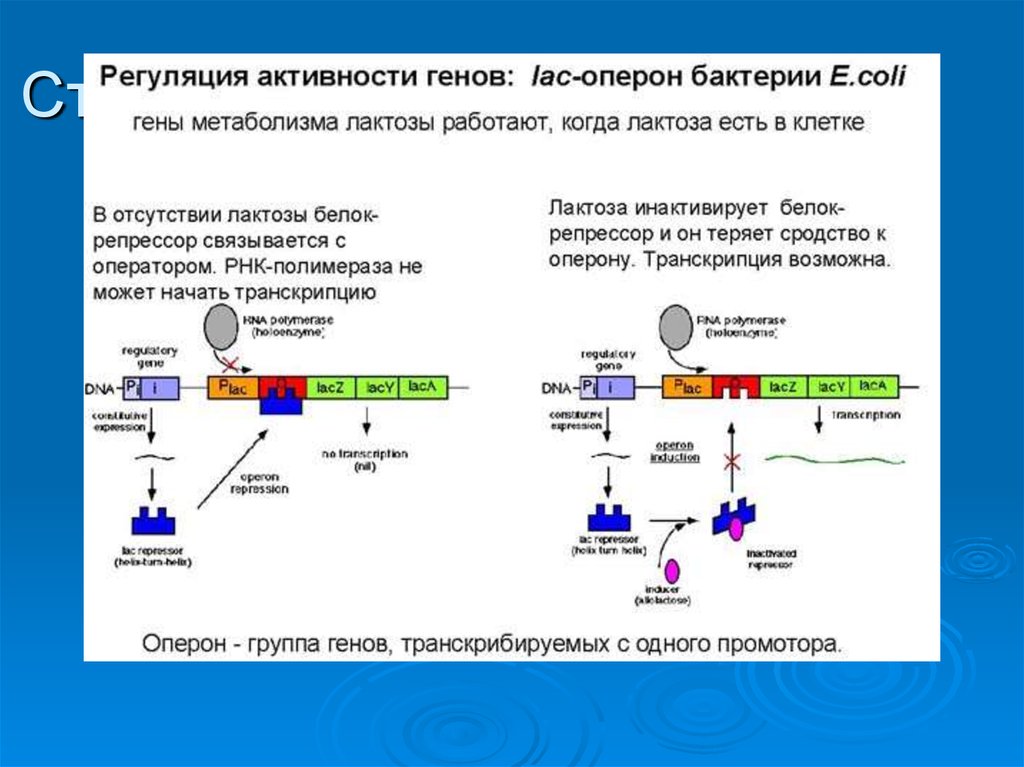 Оператор транскрипция. Регуляция экспрессии Гена на примере оперона. Регуляция активности генов у прокариот. Схема регуляции лактозный оперон. Модель строения оперона.