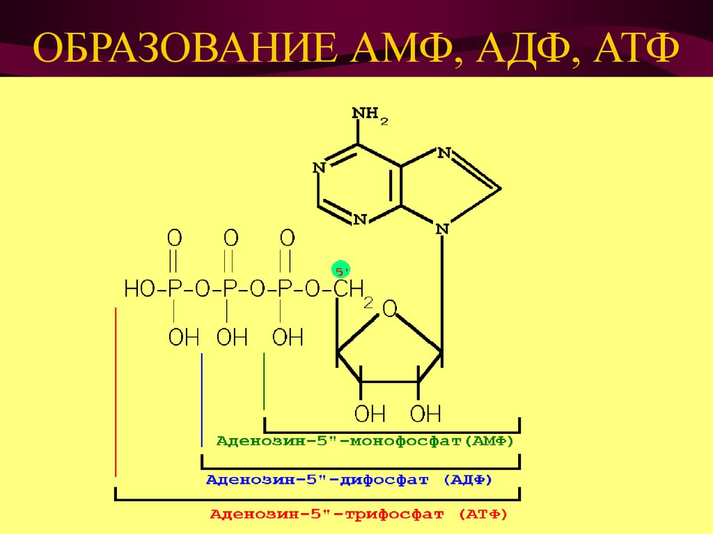 Атф л. Аденозин 5 монофосфат формула. Аденозин 5 монофосфат образование.