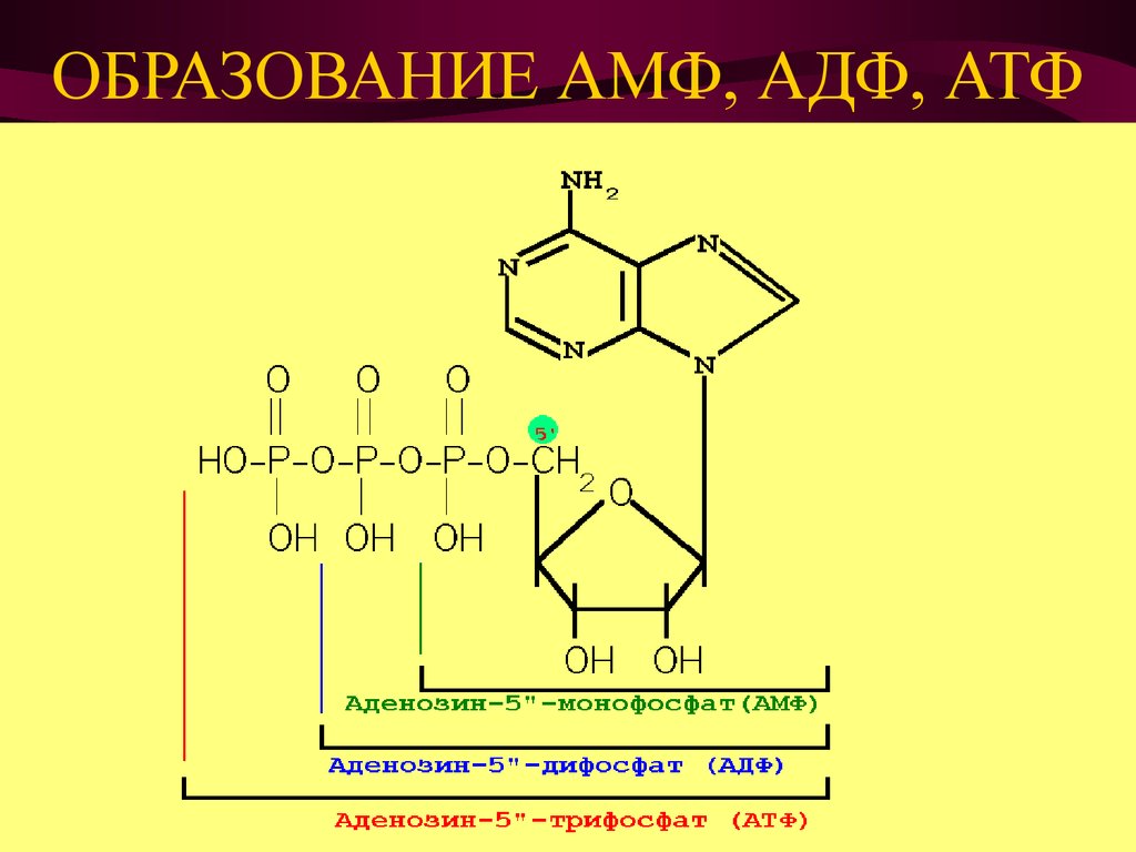 Реакция атф. Аденозин 5 фосфат 5 адениловая кислота амф. Аденозин 5 монофосфат формула. Аденозин 5 монофосфат образование. Структурные формулы амф АДФ АТФ.