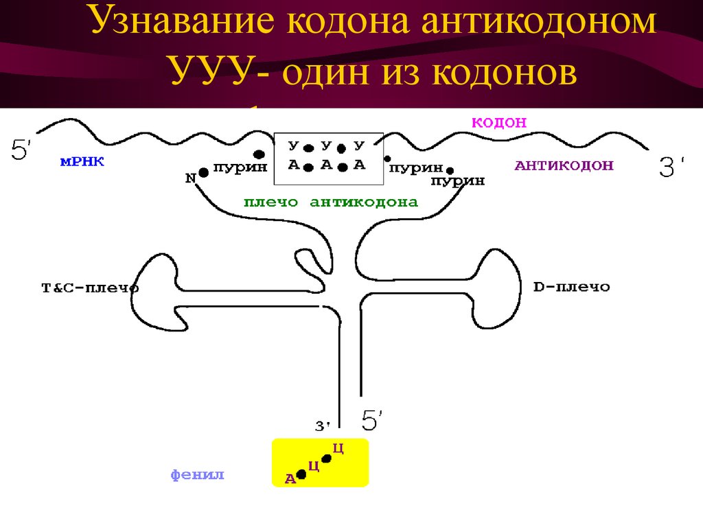 Взаимодействие кодона и антикодона