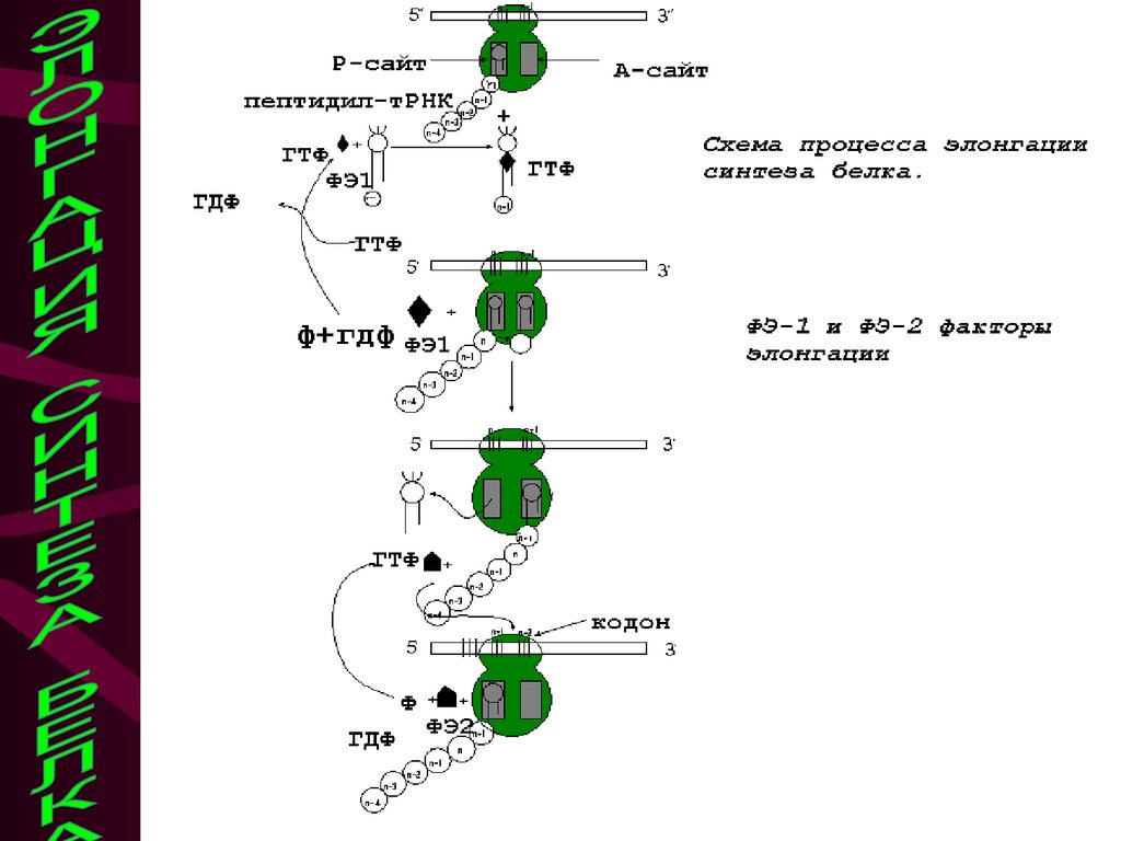 Признаки биосинтеза в белке. Схема элонгации синтеза белка. Элонгация схема биохимия. Элонгация Синтез. Этапы синтеза белка схема элонгация т.
