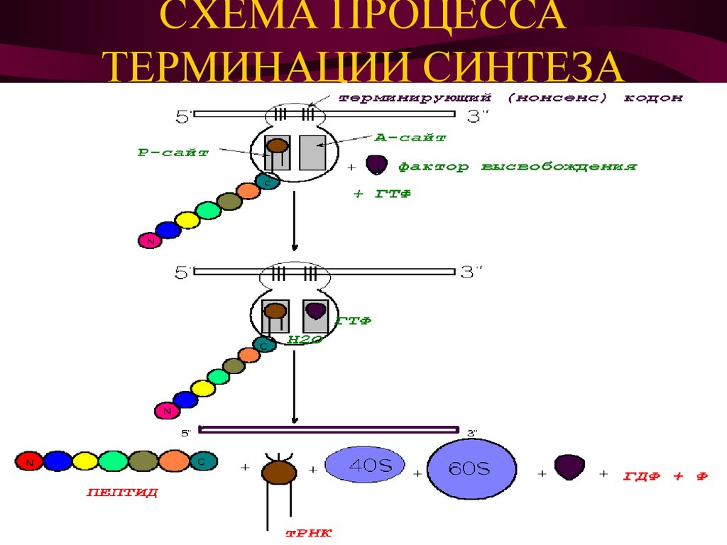 Процесс синтеза белка. Схема терминации синтеза белка. Терминация Биосинтез белка. Этапы биосинтеза белка терминация. Терминация трансляции биохимия.