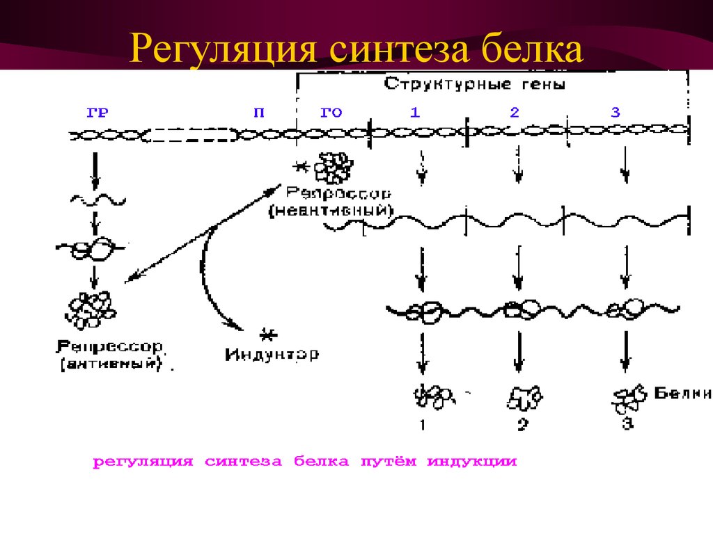 В синтезе белка участвуют ферменты. Схема регуляции синтеза белка. Схема регуляции биосинтеза белка. Схема регуляции синтеза белка путем индукции. Процесс регуляции биосинтеза белка.