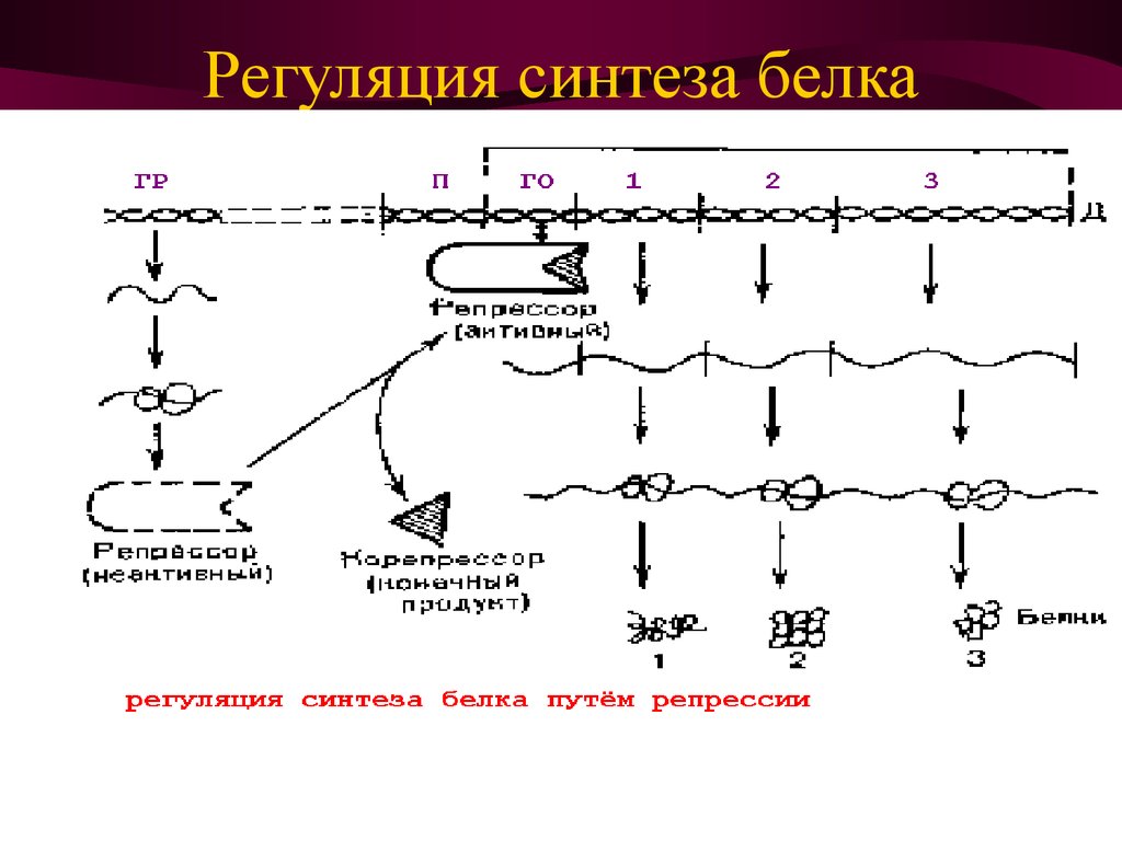 Регуляция белков. Схема регуляции синтеза белка. Схема регуляции биосинтеза белка. Схема регуляции биосинтеза белка путем репрессии. Регуляция синтеза белка путем индукции (схема)..