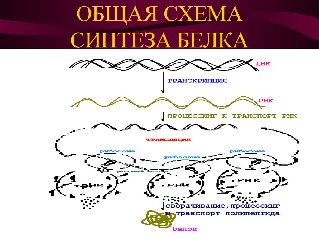 Укажите этапы синтеза белка. Общая схема биосинтеза белка. Биосинтез белка транскрипция процессинг. Синтеза белка ДНК схема. Схема биосинтеза белка ДНК.