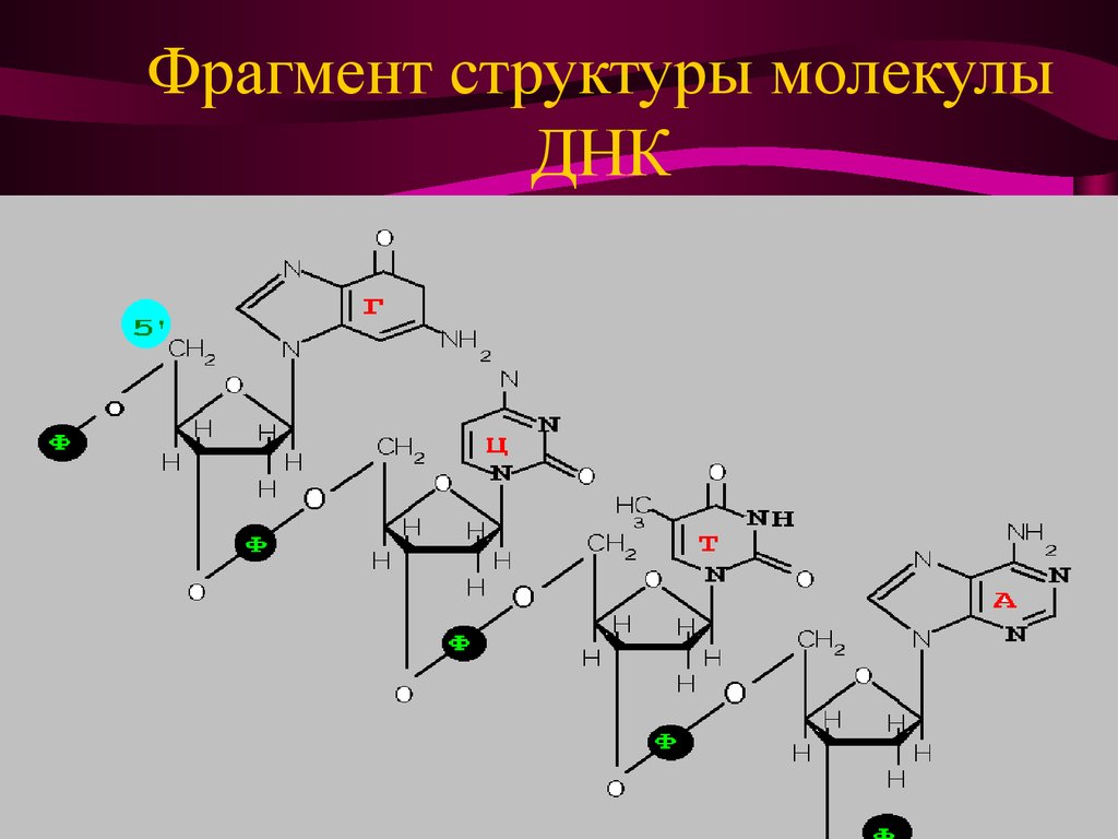 Фрагмент молекулы днк. Фрагмент ДНК. Фрагмент молекулы. Структура фрагмента молекулы.