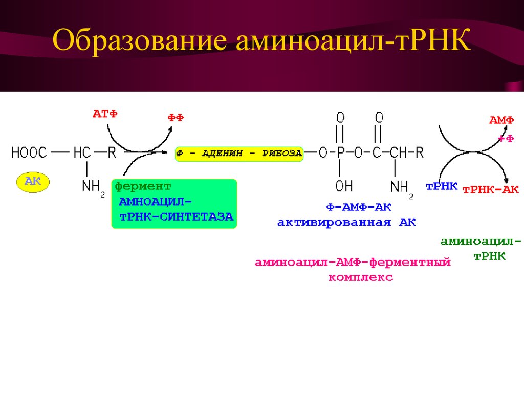 Фермент синтезирующий атф. Аминоацил-ТРНК-синтетаза механизм. Синтез аминоацил-ТРНК биохимия. Реакция катализируемая аминоацил-ТРНК синтетазой. Аминоацил ТРНК строение.