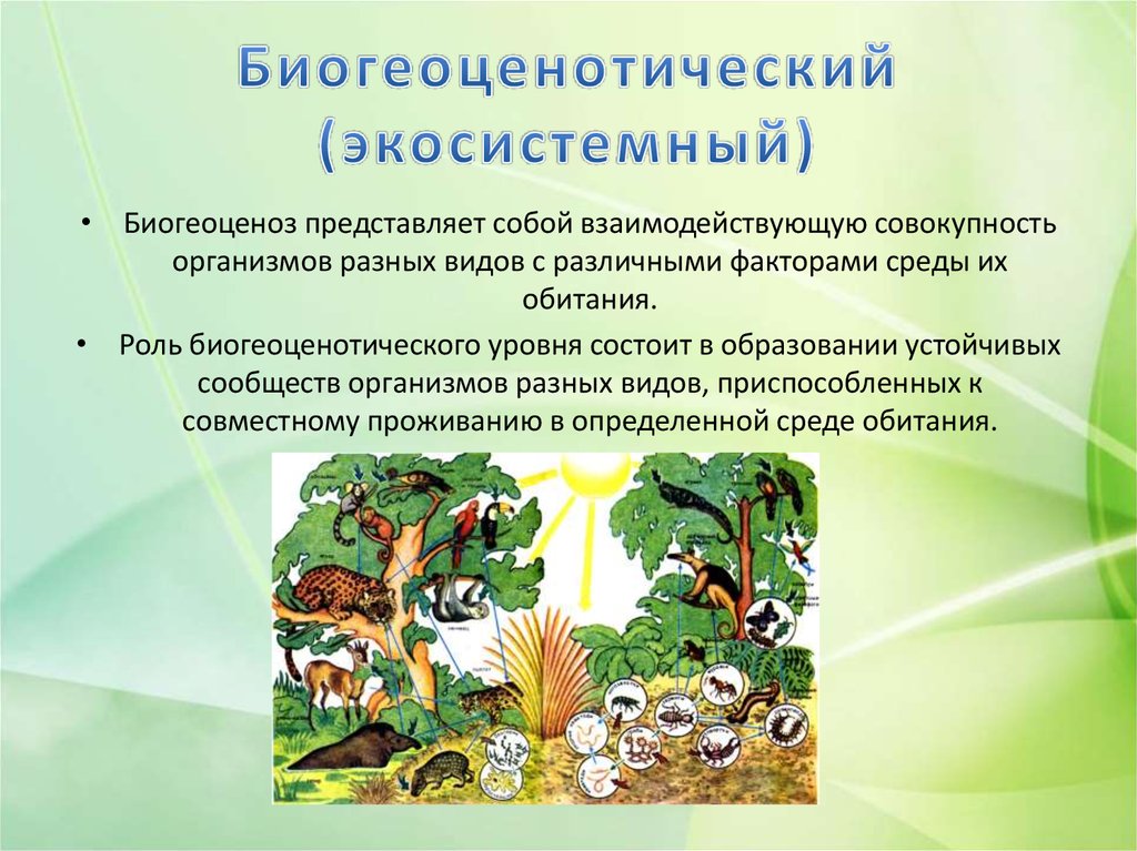 Уровни организации живого биоценотический. Биогеоценотический уровень организации. Биоценотический и Экосистемный. Экосистемный биогеоценотический.