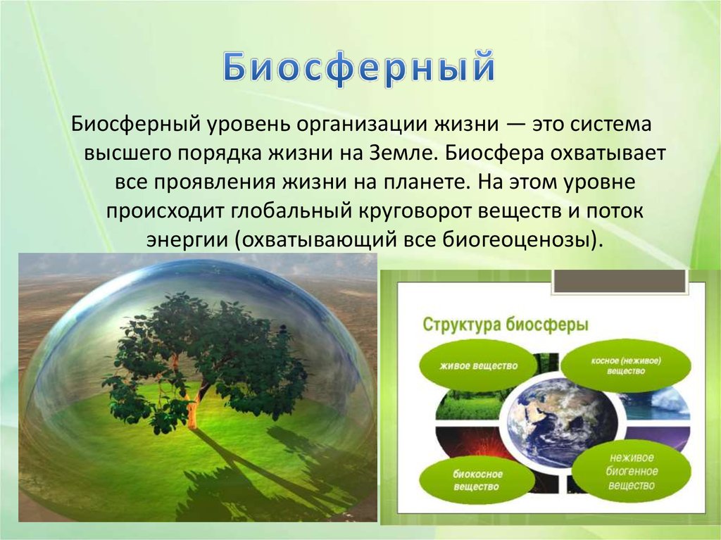 Растения в биосфере является. Биосферный структурный уровень организации живой материи это. Биосферный уровень организации жизни. Уровни организации живого в биосфере. Биосферный уровень жизни.